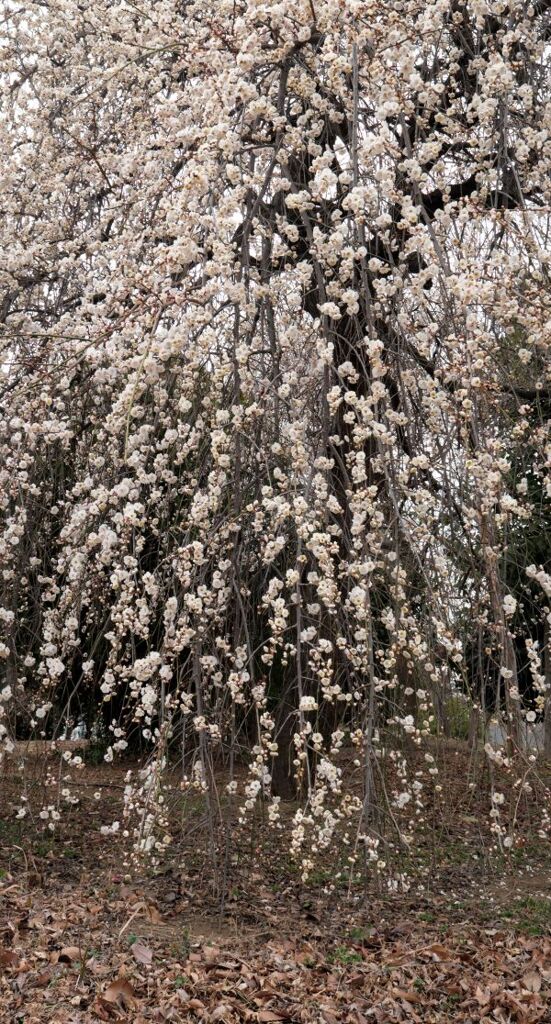枝垂れ梅
