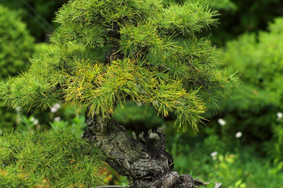 手塩に掛けた職人芸