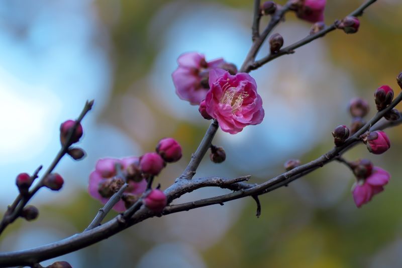 紅梅ー１