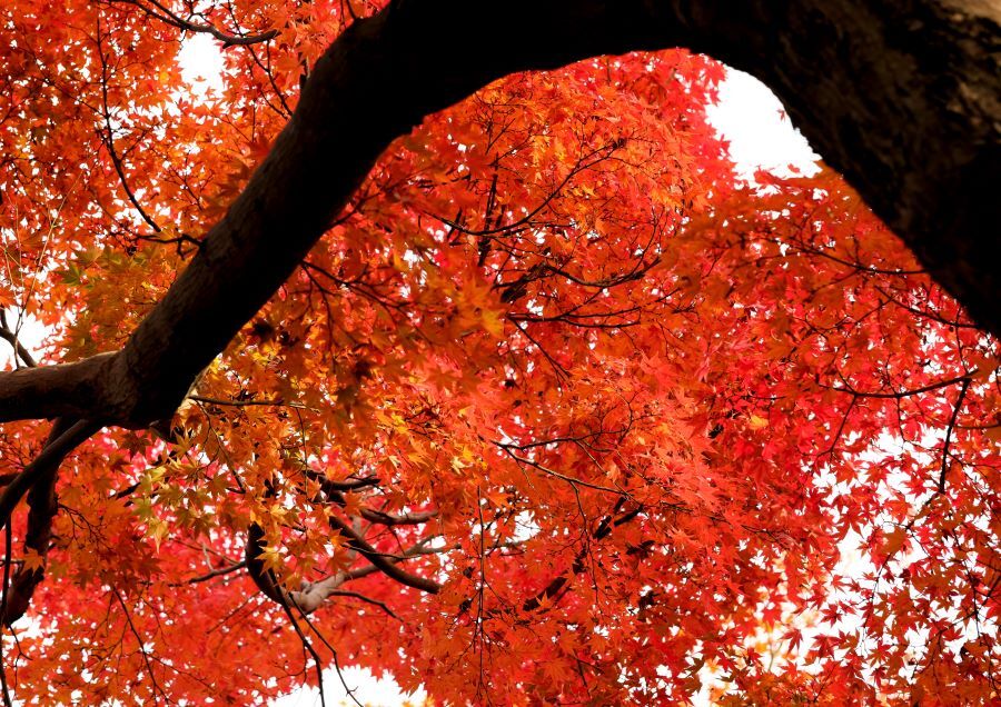 紅葉