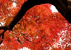 紅葉