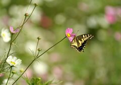 寄り添うアゲハ蝶