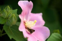 蜜を求めて