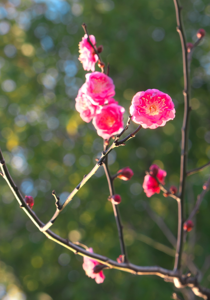 紅梅