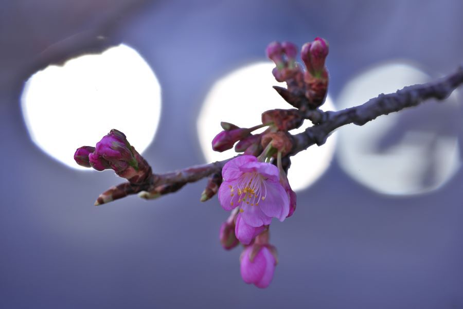 河津桜１