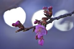 河津桜１