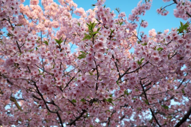 ちょぴり葉桜
