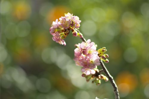 ２３０２河津桜m
