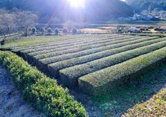 茶の里1