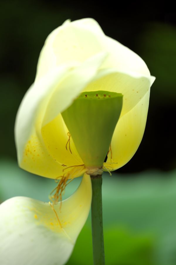 花傘