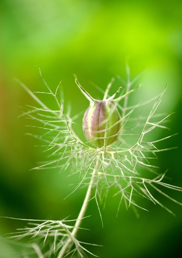 黒種草又はニゲラm