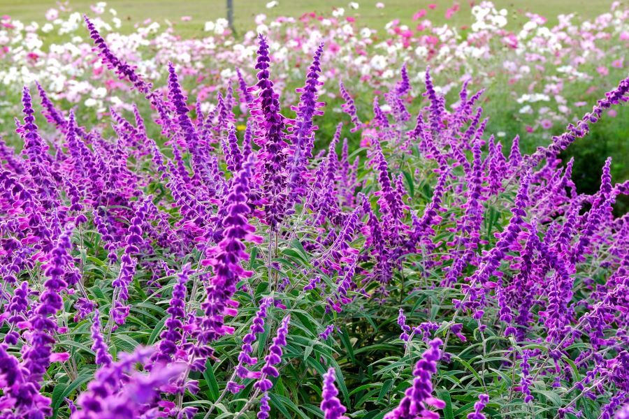 アメジストセージ