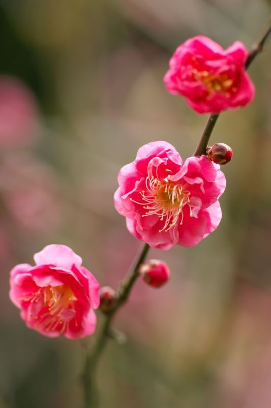 紅梅　２