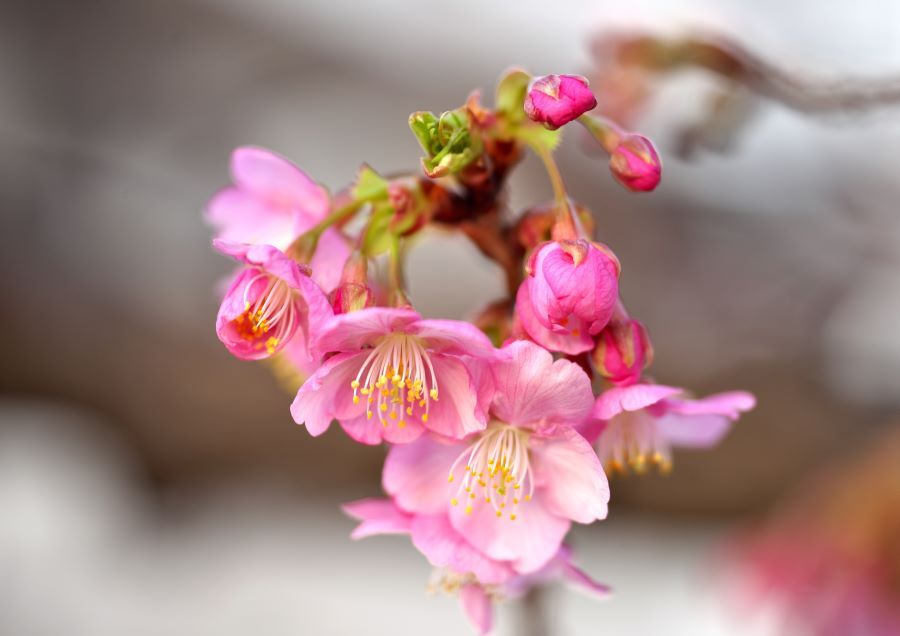 河津桜３