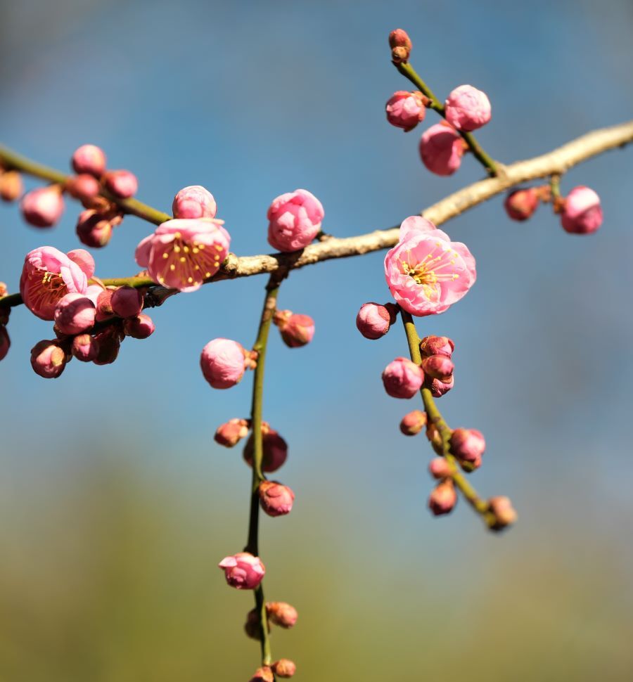 紅梅
