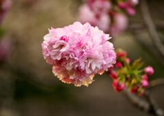 八重桜２