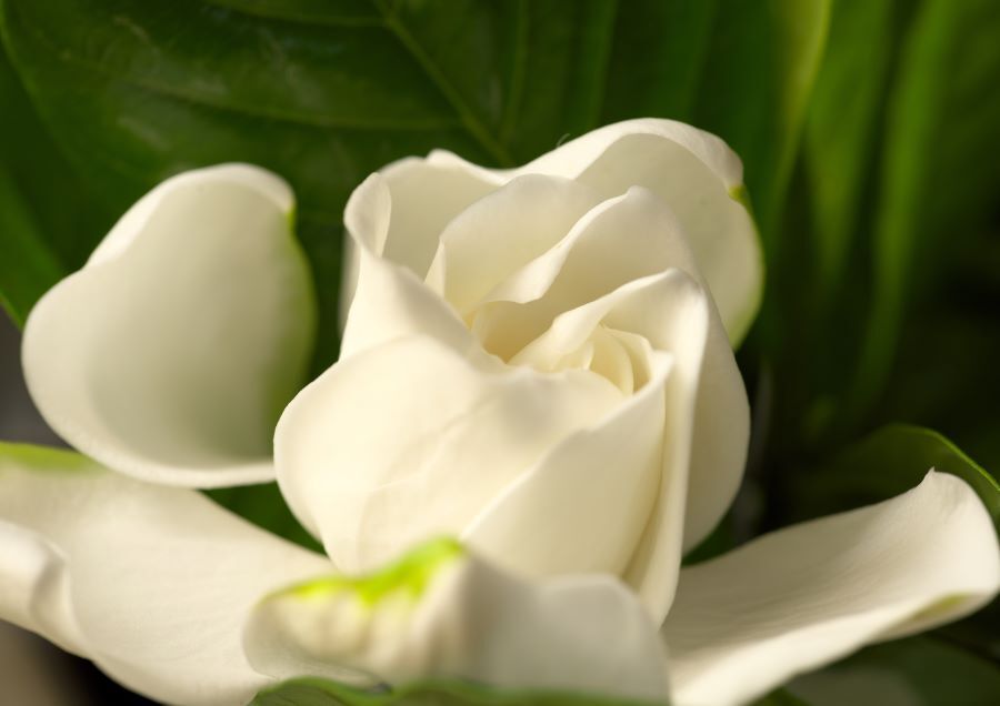 くちなしの花