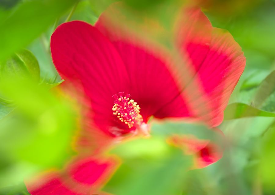 芙蓉