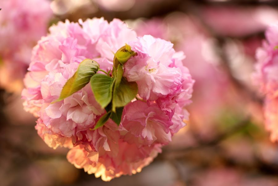 八重桜１
