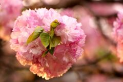 八重桜１