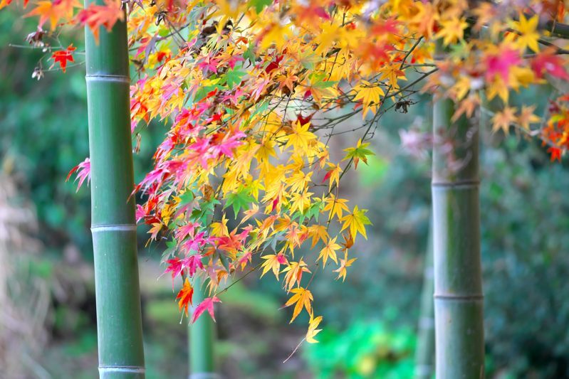 竹林の中