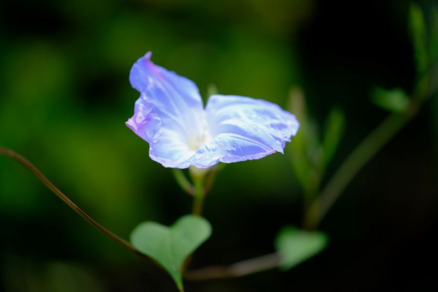 カレドニアブルー（セイヨウ朝顔）