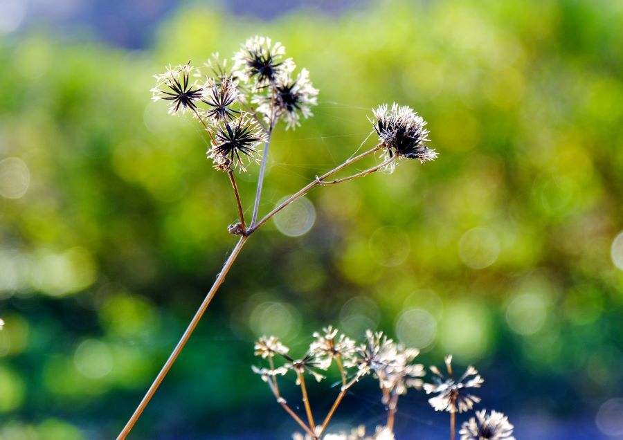 コセンダングサ