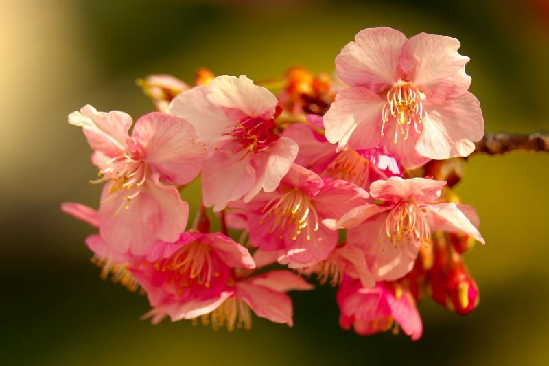 河津桜