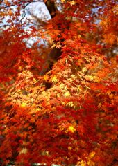 紅葉