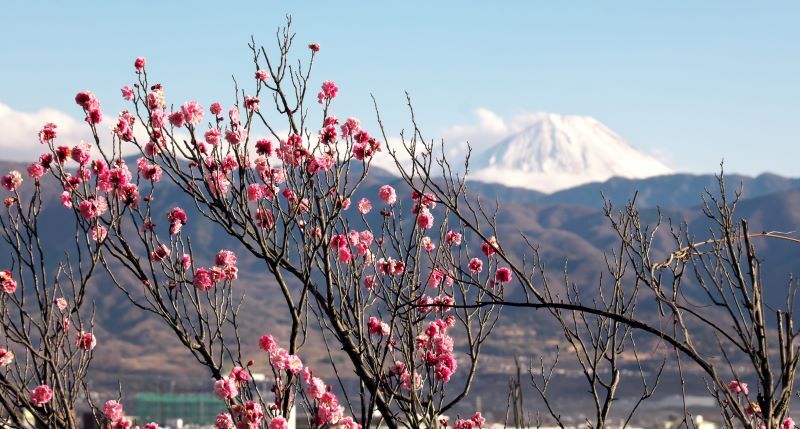 不老園からの富士２