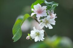 １０月桜