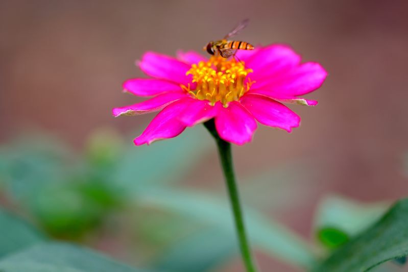 蜜を求めてme