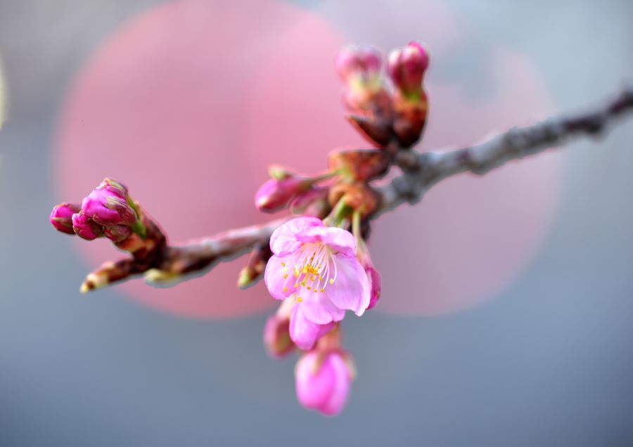 河津桜２