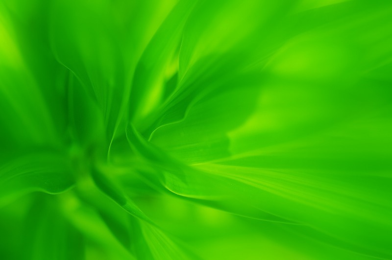 memory of green