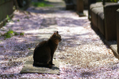 光のどけき春の日に