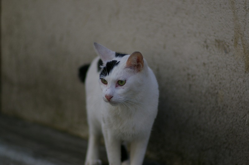 繁華街の朝