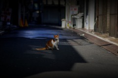 繁華街の朝