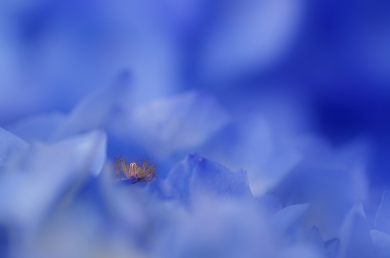 in the sea of hydrangea