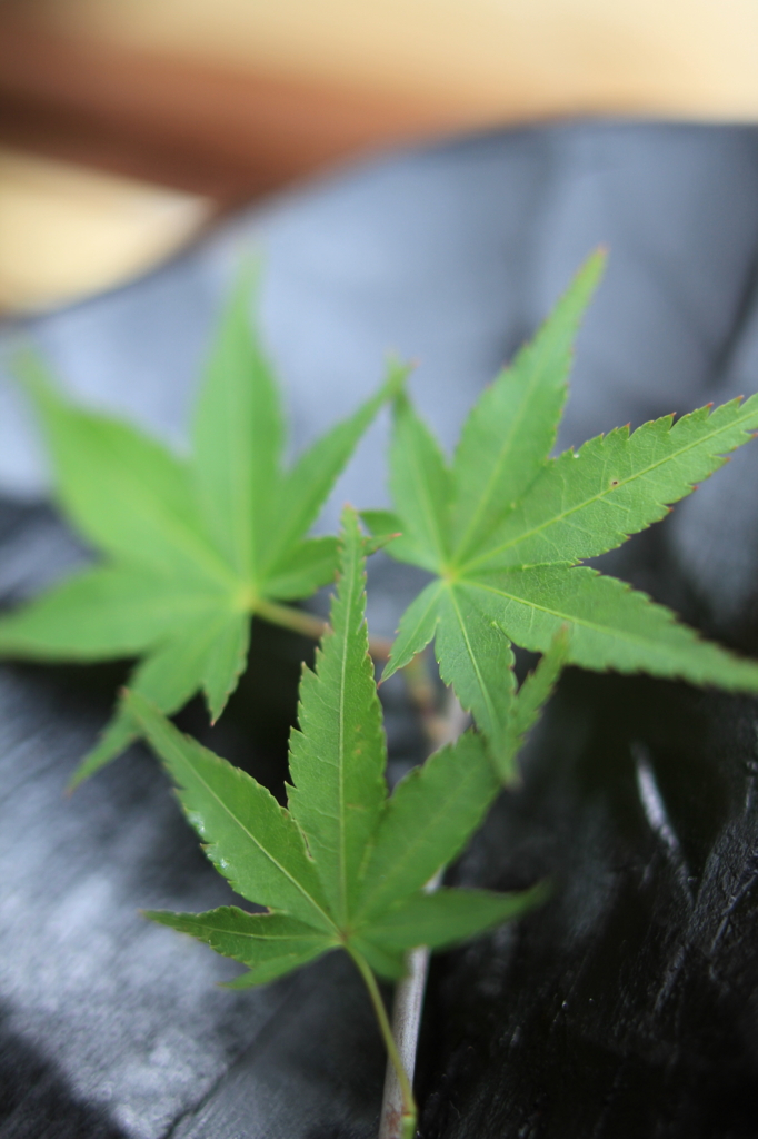 MOMIJI　Summer　Ver