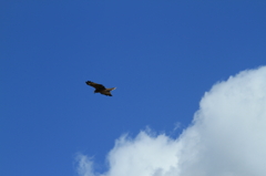 HAWKS