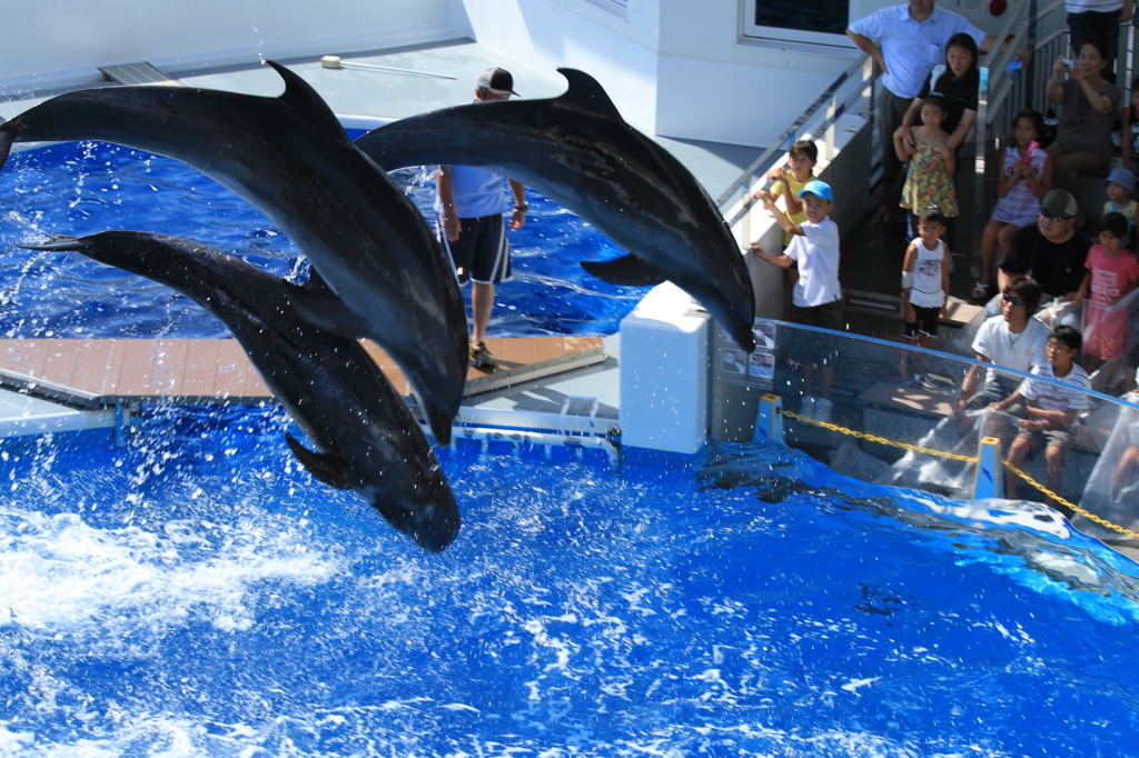 海きらら　イルカSHOW