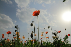 ポピー２