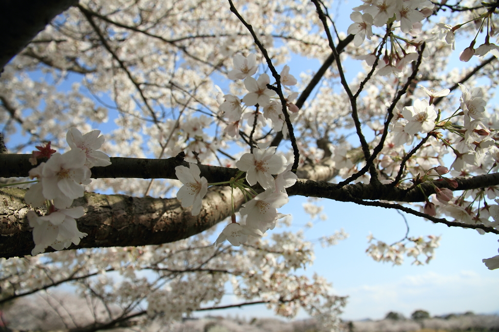 空桜