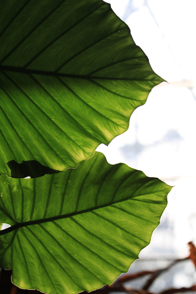 green power