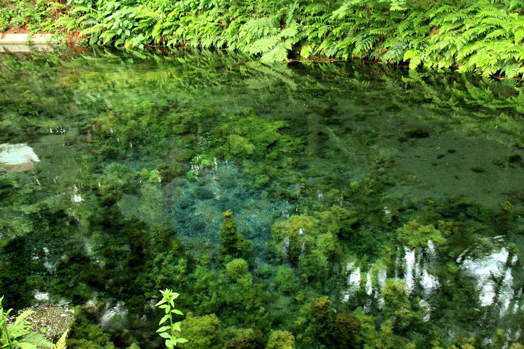 SHIRAKAWA SUIGEN