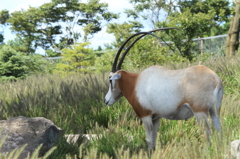 YAXTUKURU