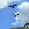 Two hawks