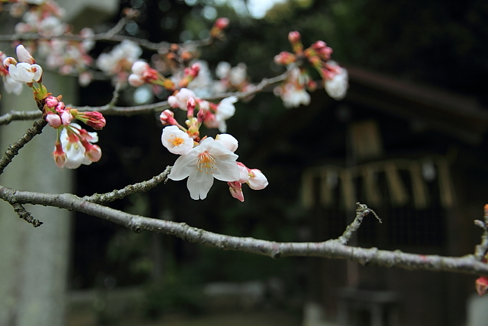 桜