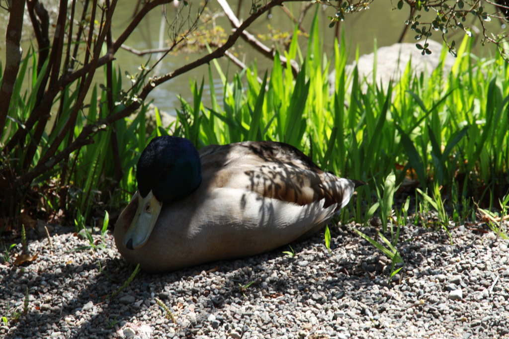 USA神宮でのカモ　　お昼寝中