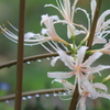 白い彼岸花